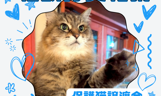 猫が主役の1日！知って・遊んで・助ける 猫助け文化祭！岐阜マーサ21