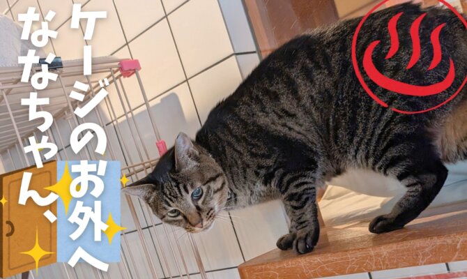 【大阪ねこ浴場】🌸ななちゃん、ケージの外の世界へ🌸