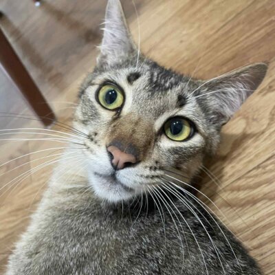 向日葵【大阪TNTA部】
