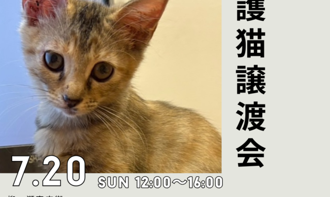 夏のまんなか、サンビルで出会う保護猫たち🐾岐阜・サンビルの保護猫譲渡会🐈