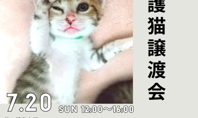 夏のまんなか、サンビルで出会う保護猫たち🐾岐阜・サンビルの保護猫譲渡会🐈