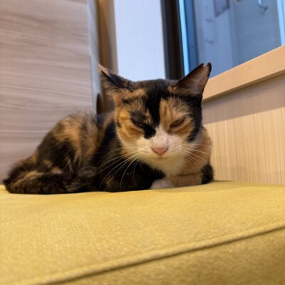 しちみ【ちば店】