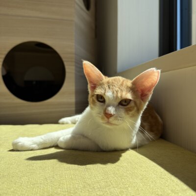 ゆず【千葉店】