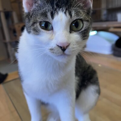 なっちゃん【ネコリパハウス泉佐野】