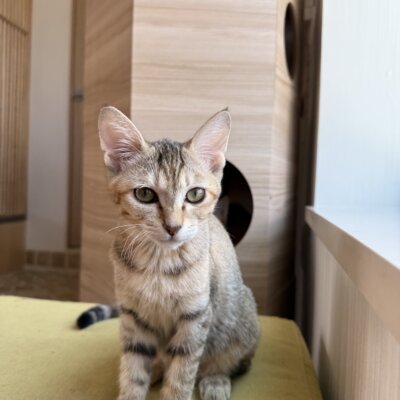かぶ【ちば店】