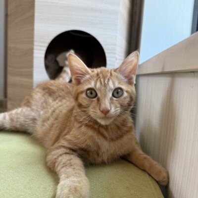 きん【ちば店】