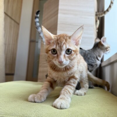とん→もも【ちば店】