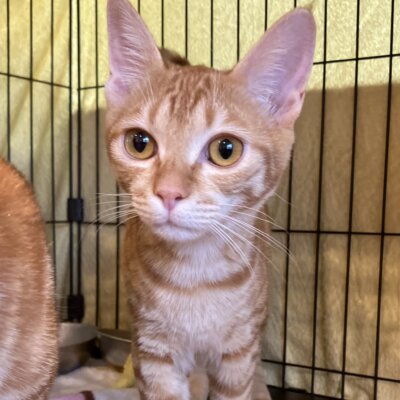 カサブランカ【滋賀店】