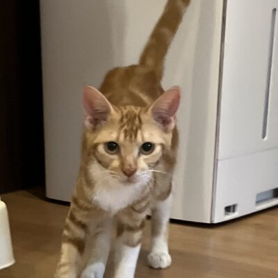 シャウエン【滋賀店】