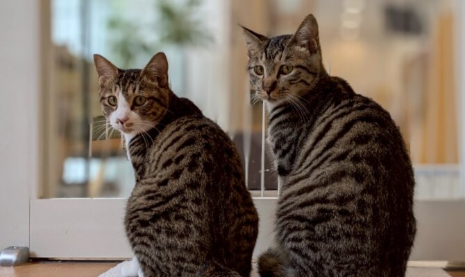 🐾キャットプラザから嬉しいお知らせです🐾