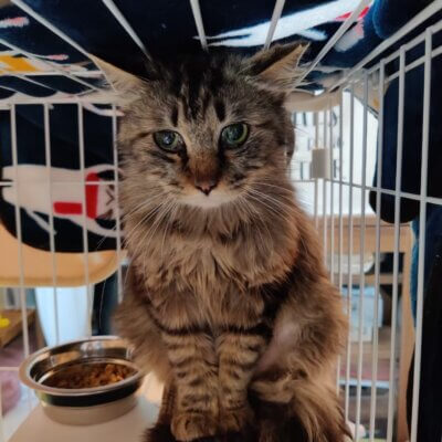 ちはや【ちびびの森シェルター】