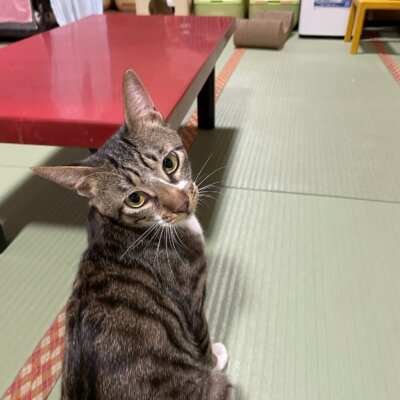 あさづけ【お茶の水】