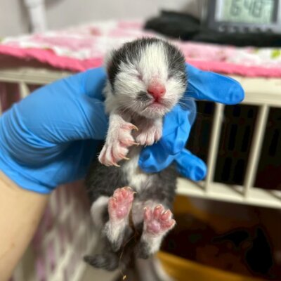 辛みそ【ちびびの森シェルター】