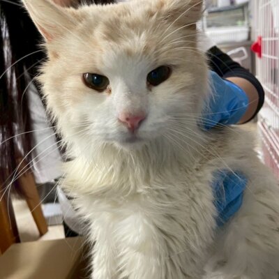 ルンバ【ちびびの森シェルター】