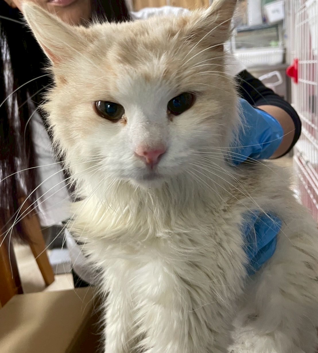 ルンバ【ちびびの森シェルター】 | ネコリパブリック｜日本の猫の殺