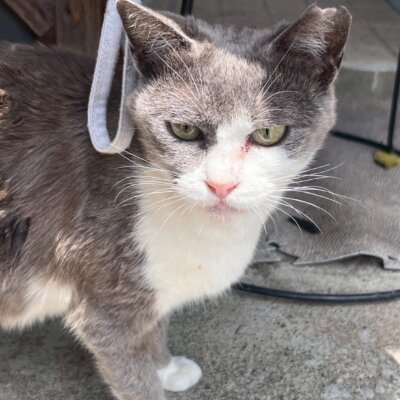 あいしゃ【ちびびの森シェルター】
