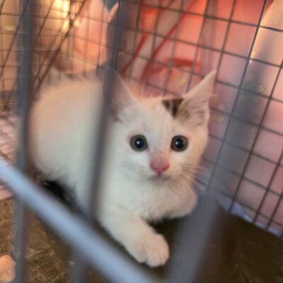左近【ちびびの森シェルター】