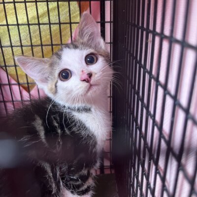 うずまき【ちびびの森シェルター】