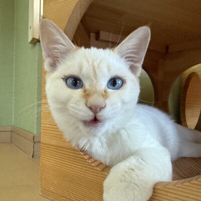 まろーにゃ【ちば店】