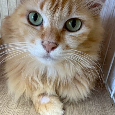 エストニア【飛騨】