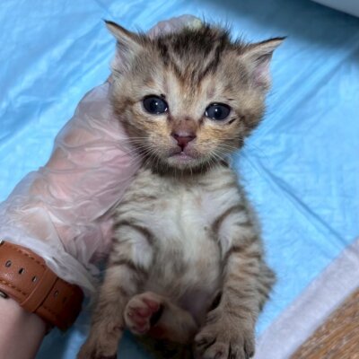 パリ【飛騨】