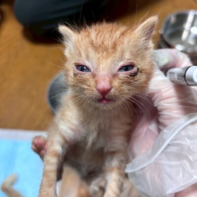 ニース【飛騨】
