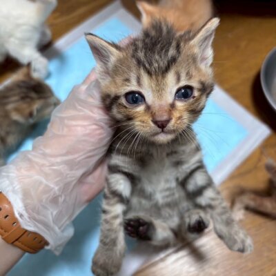カンヌ【飛騨】
