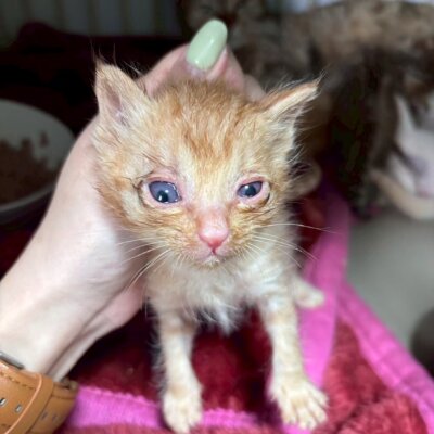 ボルドー【飛騨】