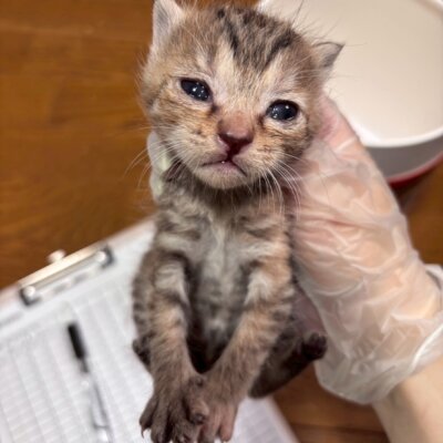 ラスベガス【飛騨】