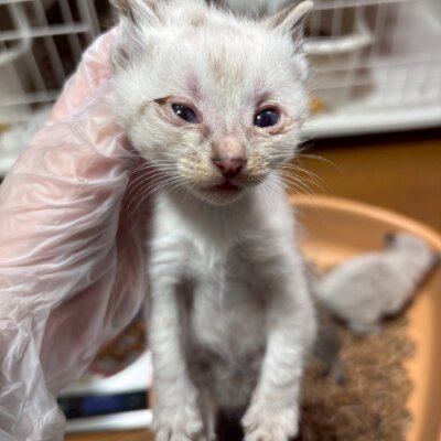 ニューヨーク【飛騨】