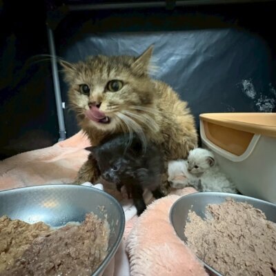 アメリカ【飛騨】