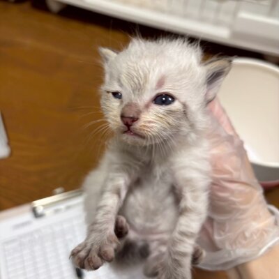 ロサンゼルス【飛騨】