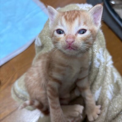 カサブランカ【飛騨】