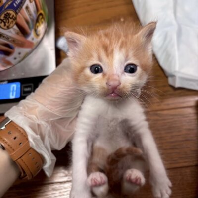 マラケシュ【飛騨】