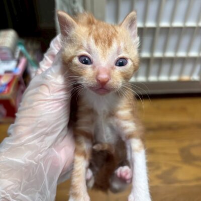 シャウエン【飛騨】