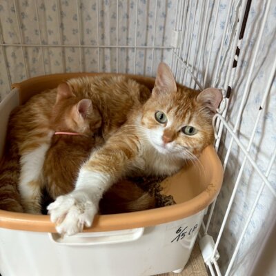 モロッコ【飛騨】