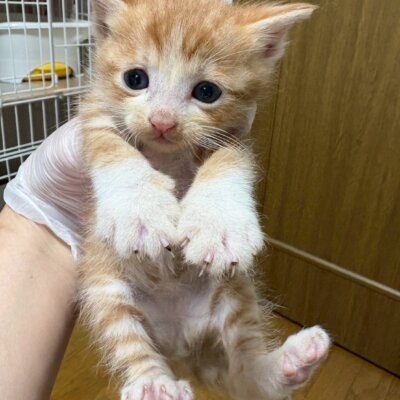 グラナダ【飛騨】
