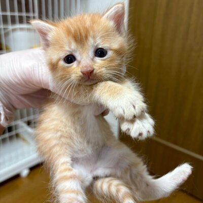 マドリード【飛騨】