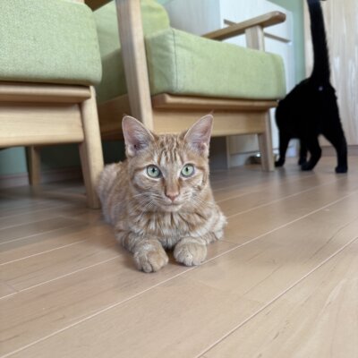 きん【ちば店】