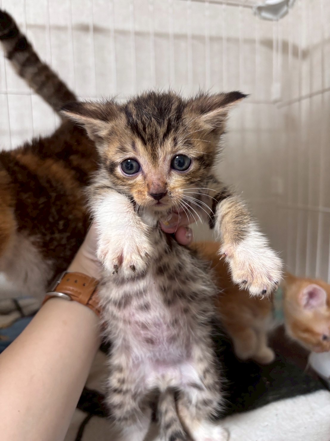 バルセロナ【飛騨】 | ネコリパブリック｜日本の猫の殺処分をゼロに！