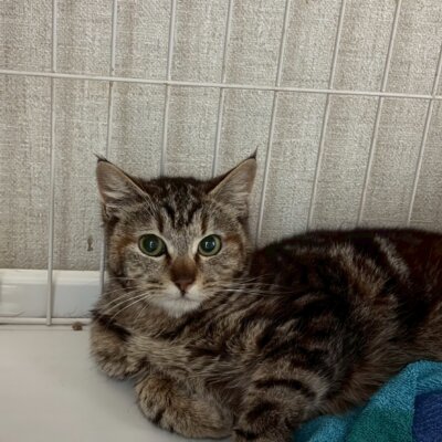 あじさい【飛騨】
