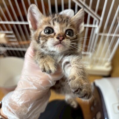 アユタヤ【飛騨】