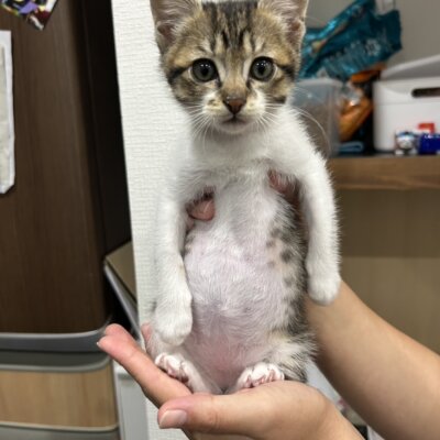ラスタ【大阪熊取店】