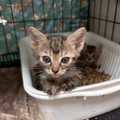 プーケット【飛騨】