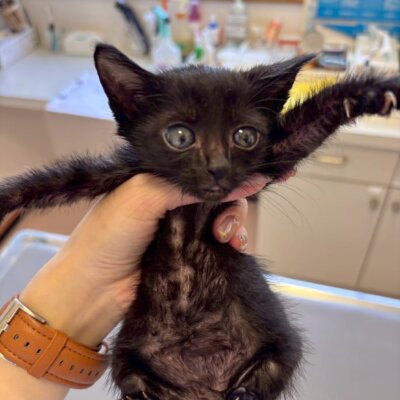 パタヤ【飛騨】