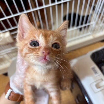 カッパドキア【飛騨】