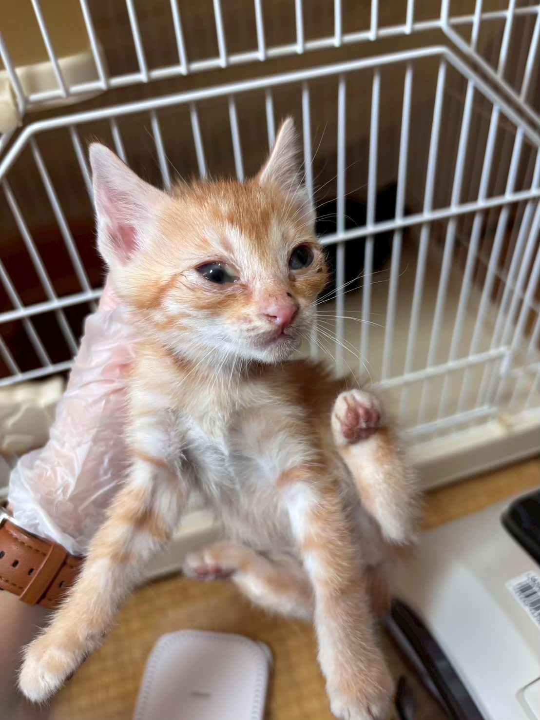 アンカラ【飛騨】→むぎ | ネコリパブリック｜日本の猫の殺処分をゼロに！