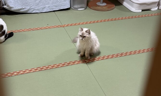 【お茶の水】〜あんぽ〜