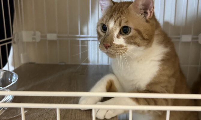ちゃごやトライアルへ出発です‼️