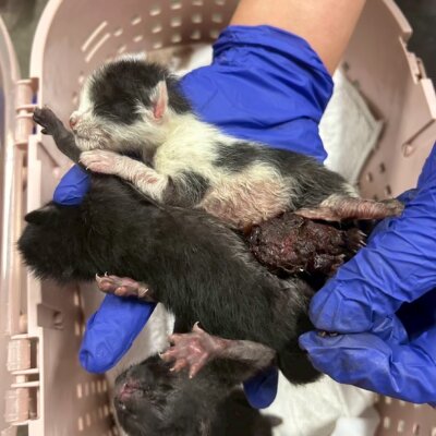 4匹の子猫【ちびびの森シェルター】